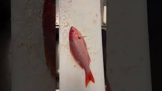 Vermilion Snapper is a soft and flakey textured snapper with a mild flavor. #redsnapper #snapper screenshot 1