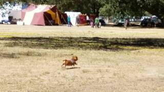 Fast dachshund try to catch a rabbit!!!