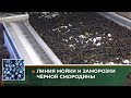 Линия мойки и заморозки чёрной смородины