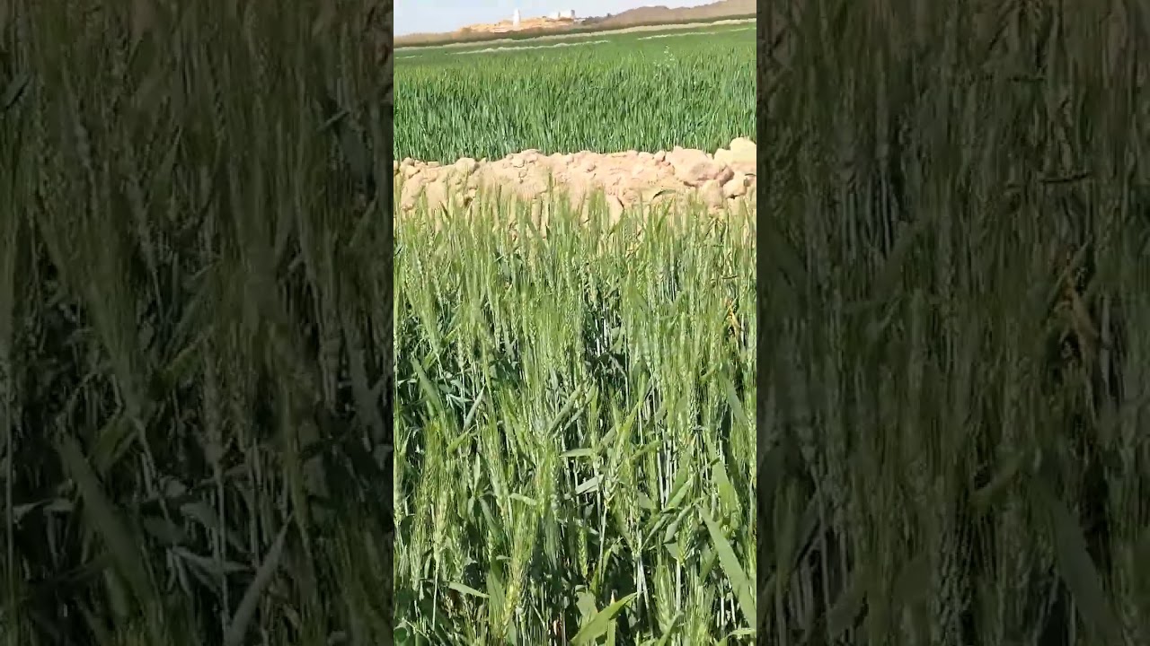 10فدان  🌿 تقنين قديم جنب قريه الكفاح روعه ماشاء الله