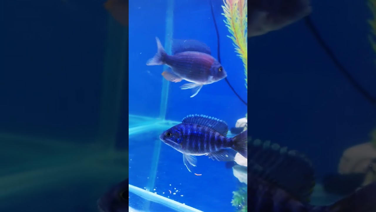 Beautiful African Cichlid fishes, African Cichlid fishes. #shorts #youtubeshorts #cichlidfish #fish