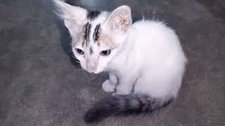Cat Video|| Cat Lover||Baby Cat Video ||Cute cat video