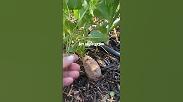 Easiest Way to Make SWEET POTATO SLIPS
