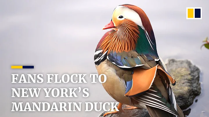 The Mandarin duck - New York's most surprising celebrity - DayDayNews