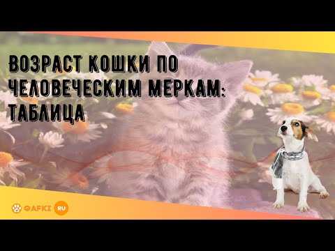 Сколько живут кошки в домашних условиях по человеческим меркам таблица