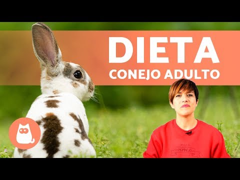 DIETA de un CONEJO ADULTO - ¿Qué come y Cada Cuánto?