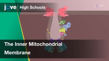 The Inner Mitochondrial Membrane | Cell Bio | Video Textbooks - Preview
