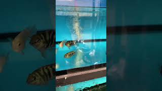 Review cái cửa hàng nhỏ của tui, #quang98vlog #quangoque #cacanh #xuhuong #viral