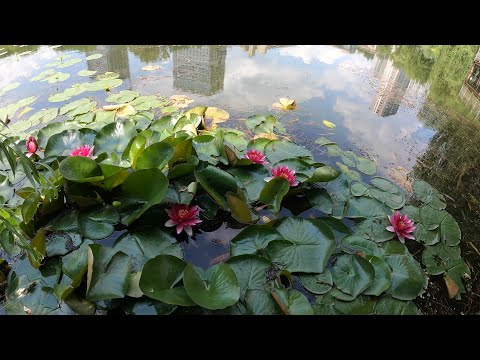 Videó: A Goloseevsky park leírása és fényképe - Ukrajna: Kijev