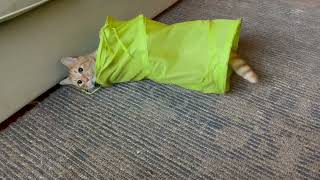 Person Watches Cat Play With Nylon Tunnel - 1485107