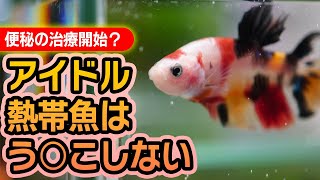 アイドル熱帯魚はうんこをしない？ベタの便秘治療を開始したら驚きの出来事が！ #アクアリウム #ベタ