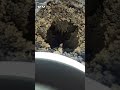 Alien elitaMSK