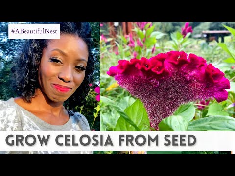 Video: Levkoy: uzgoj iz sjemena, sadnja i njega, karakteristike uzgoja