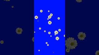 blue background flower effect video animation