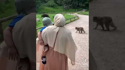 Trentham monkey forest, Staffordshire UK #shorts #tiktok