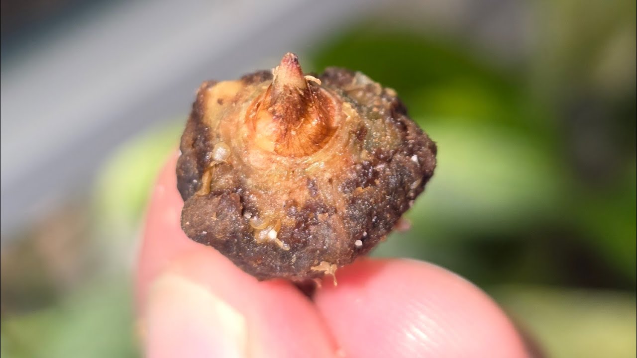 How to prepare your Alocasia bulbs before planting 