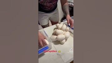 Pulling out some reticulated python eggs!