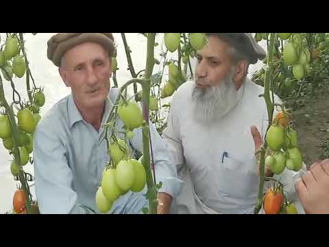 Vertical Farming - Potato production
