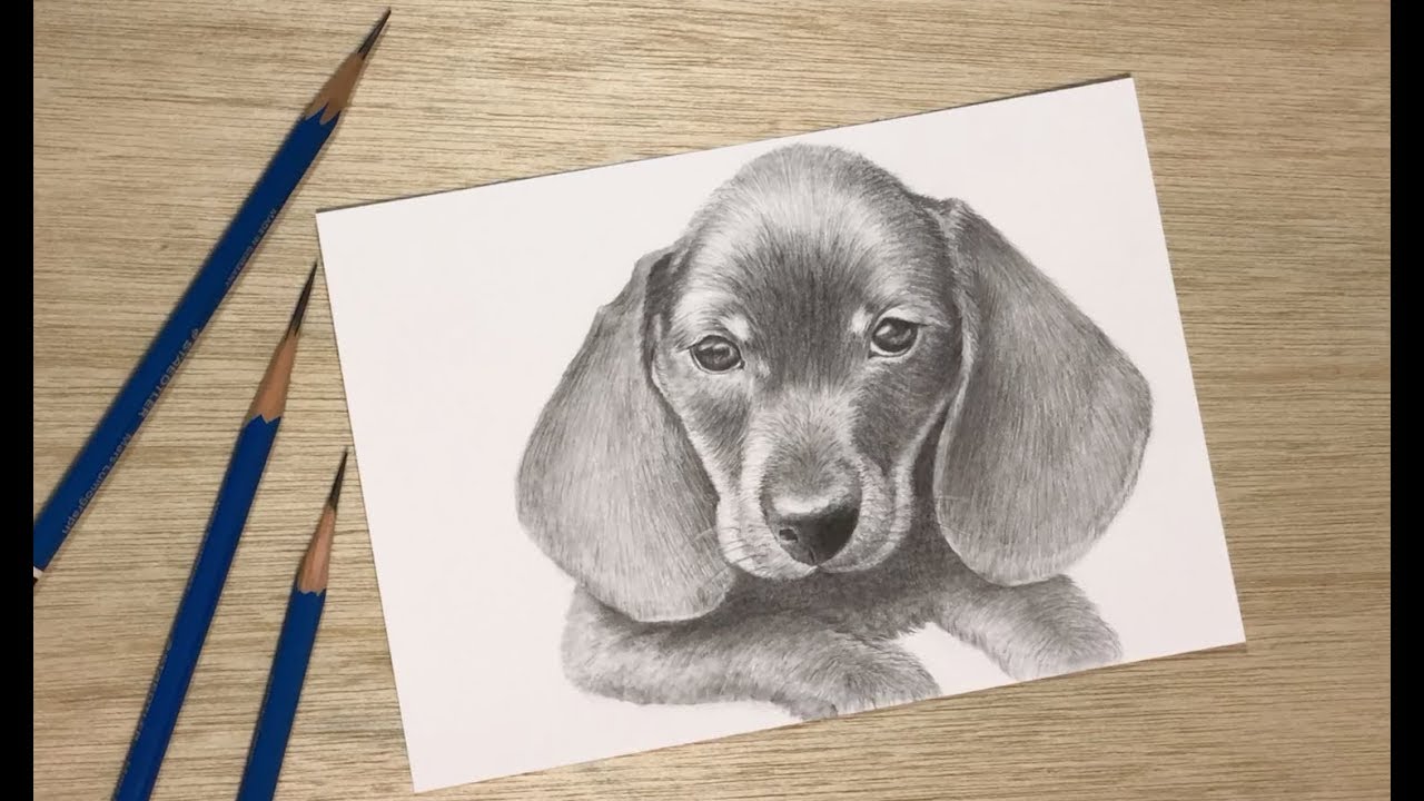 犬のデッサン タイムラプス リアルな犬の描き方 How To Draw A Dog Youtube
