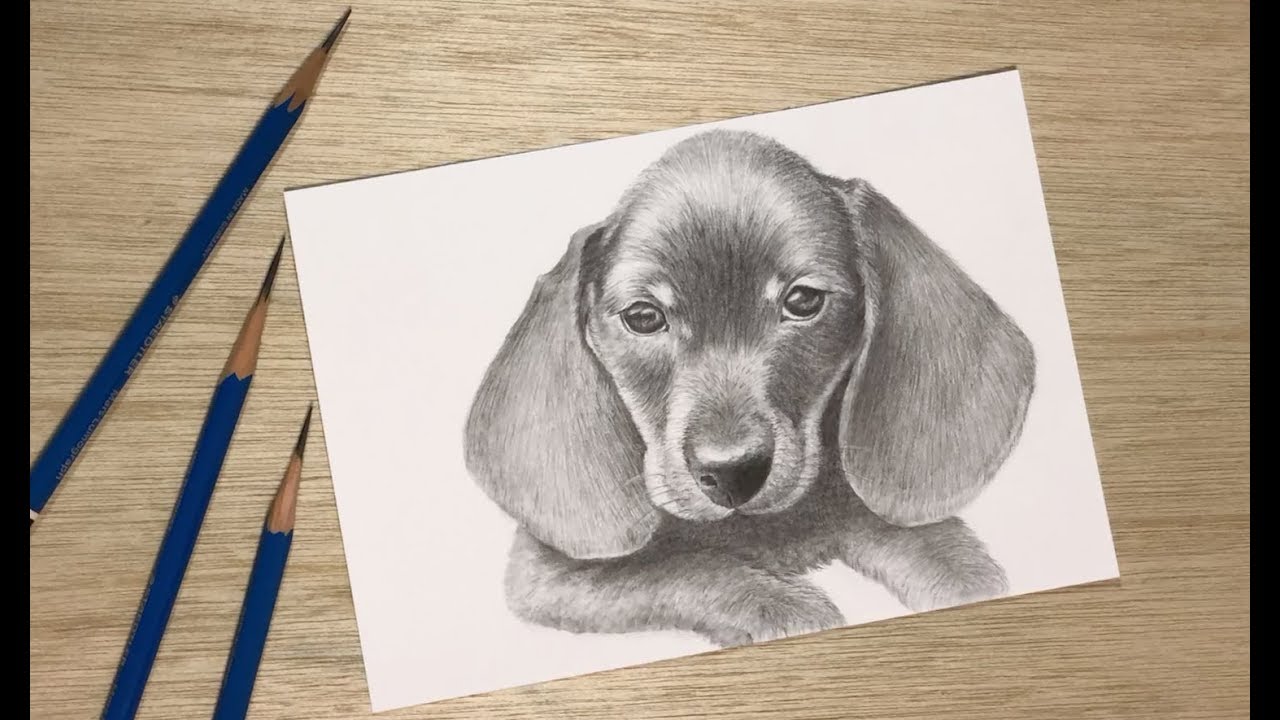 リアルな犬の描き方with色鉛筆 タイムラプス Drawing A Dog With Colored Pencils Youtube