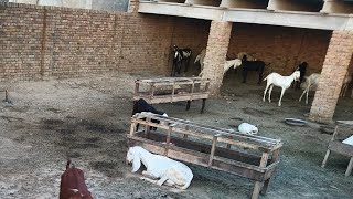 My new village beautiful goats farming video in my village