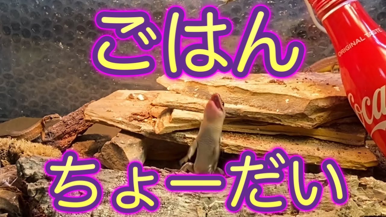 【ニホントカゲとニホンカナヘビ】 野生の個体を飼い慣らす