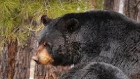 On September 6th, 2024 This 12 Year Old Boy Killed A Bear As It Attacked His Father