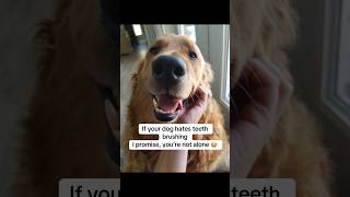 For the one who struggles too 🥹 #ad #pets #dogmom #dog