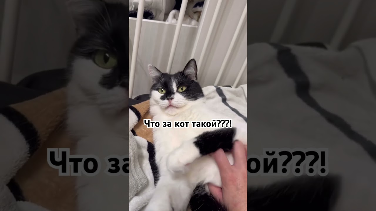 Такой вот кот 😺 