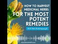 How to harvest medicinal herbs for the most potent remedies