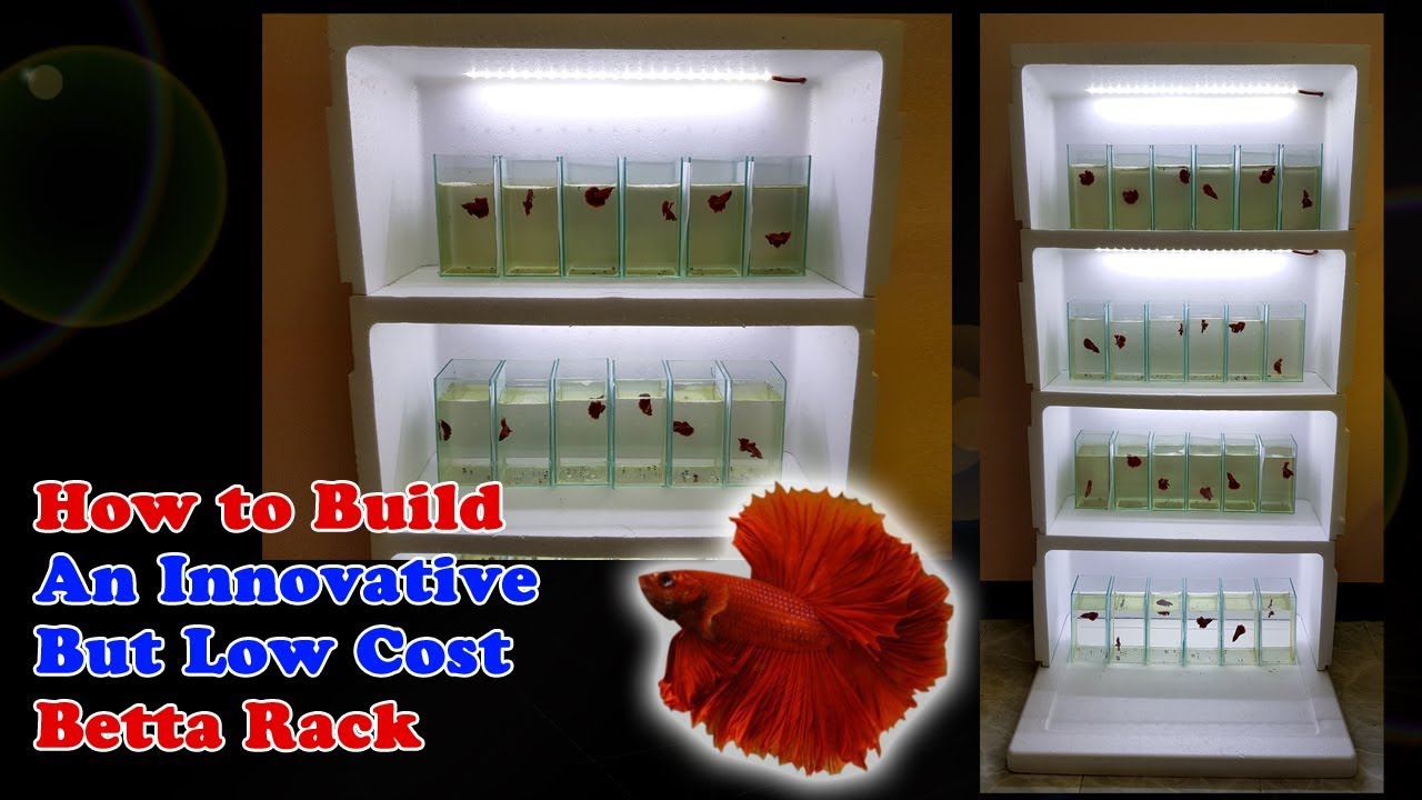 HOW TO BUILD : DIY Betta Rack at a very LOW Cost  Update on Betta Fry @ 2  Months old (8 weeks) 