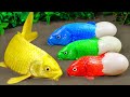 Fun Animails Mud Survival | Colorful Koi Fish Born from Primitive Experiment Eggs | Stop Motion ASMR