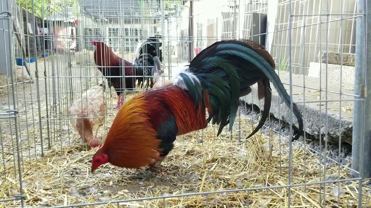 Semental McLean hatch