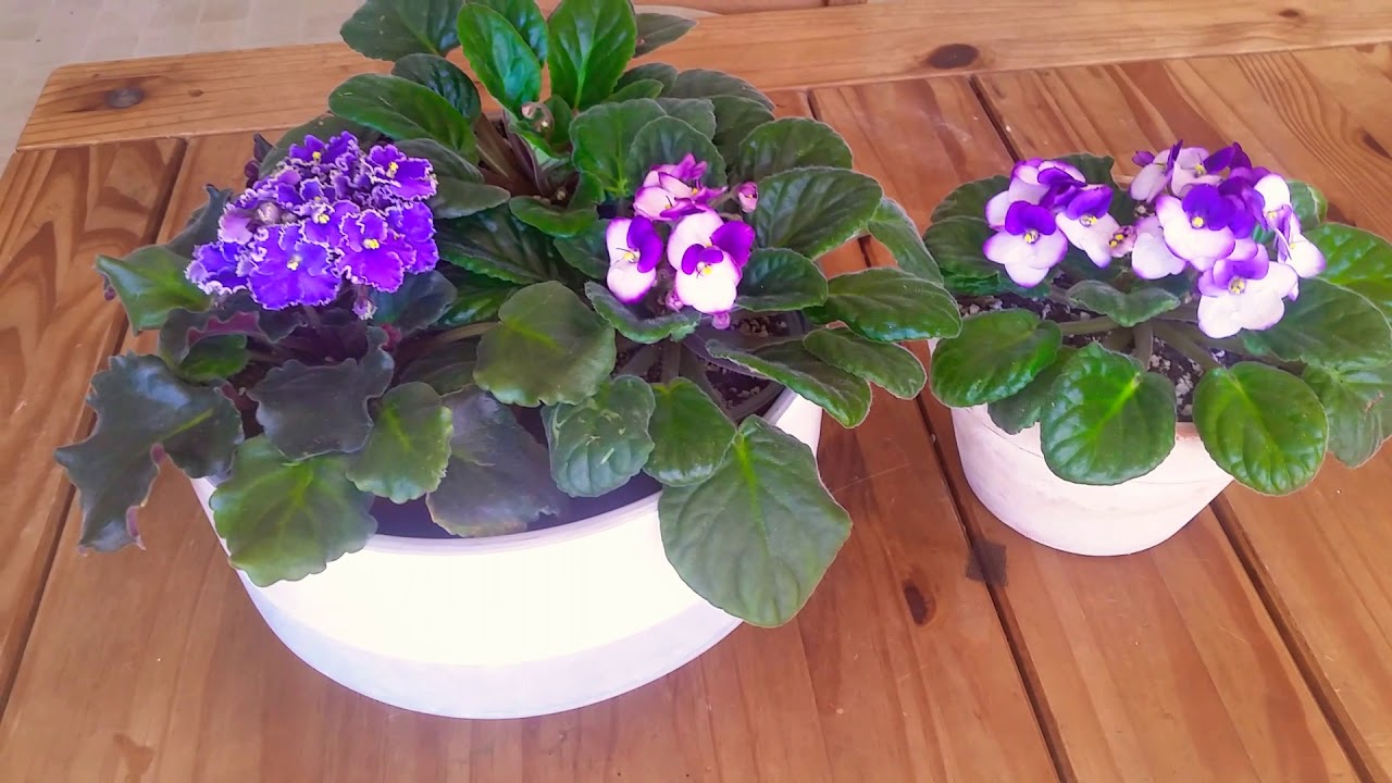 Riego💧  y luz 🌞y floracion. 🌹VIOLETAS AFRICANAS.