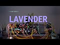 Plant music  lavender   generative  electronic  modular 