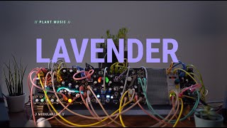 Plant Music - Lavender  [ Generative | Electronic | Modular ]