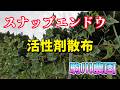 スナップエンドウ活性剤散布　駒川農園　26.5.21