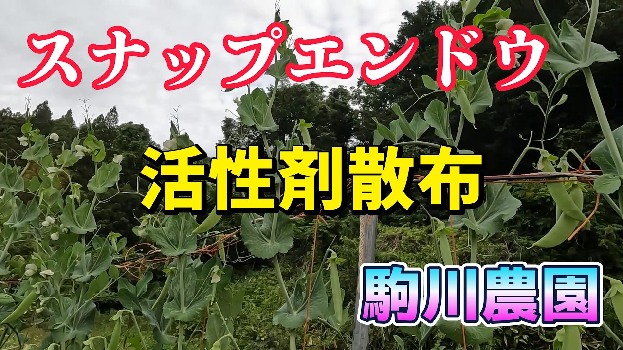 スナップエンドウ活性剤散布　駒川農園　26.5.21