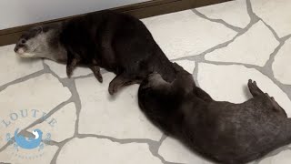 Otter Meets Her Sisters Who Had a Fight!