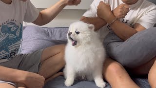 Download Lagu The dog's reaction when the older brother hits the younger brother MP3 Download Lagu The dog's reaction when the older brother hits the younger brother MP3