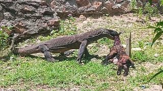 Deadly Attack  Komodo dragon hunting goat