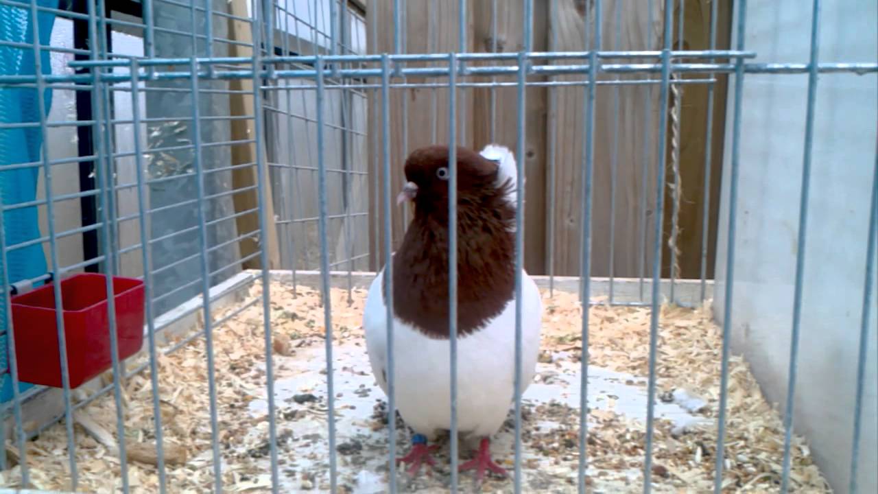 DPKV WTT2012 Fraaiste sierduif