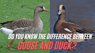 Goose vs. Duck | What’s The Difference Between A Duck And A Goose ?