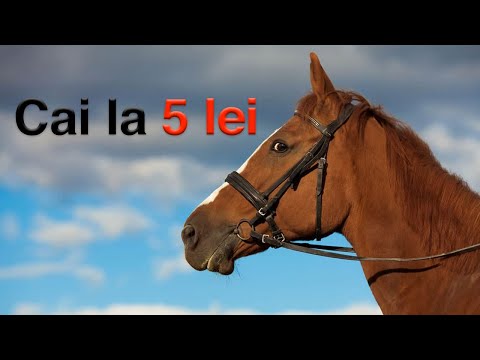 Video: Cum Să Cumperi Un Cal