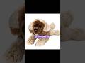 I Love You So ЁЯШЮтАж Essa Dog Stuffeddog FypуВ I Love You So ЁЯШЮтАж Essa Dog Stuffeddog FypуВ