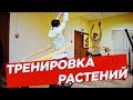 №53 Тренировка растений | Кольцевание