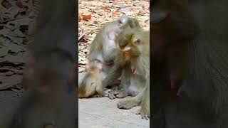 Lily Baby Looks Happy Life, Luna Really Like Baby Playing Around Her