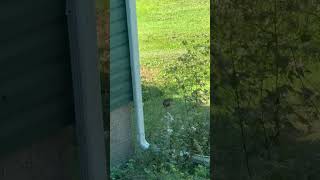 Fastest Chipmunk on Earth #chipmunk #fastchipmunks