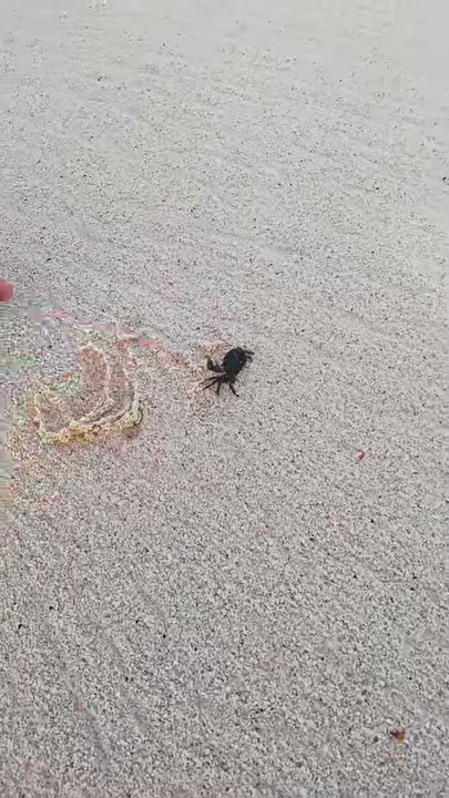 Dominican crab