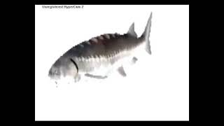 spinning fish.mp4 